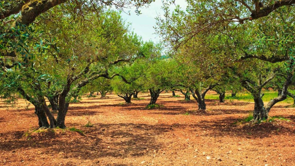 olive trees elaiouvios grove