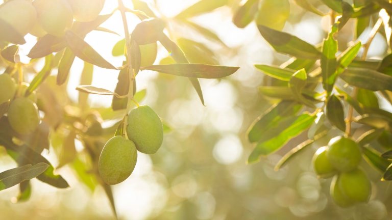 Discover the Magic of Crete: Olive Oil Tasting Tours and Experiences