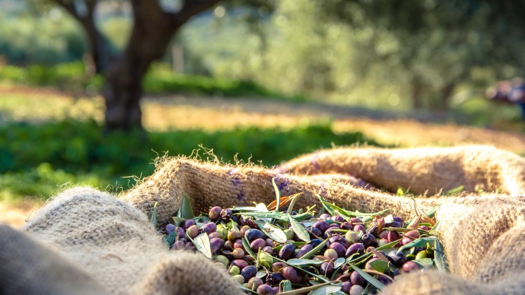 Olive gathering in Elaiouvios